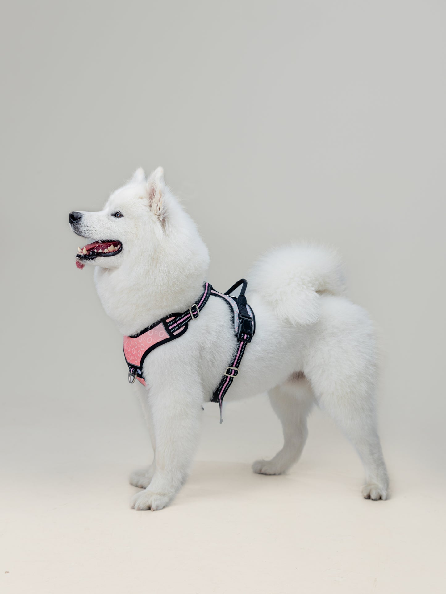Origin Harness