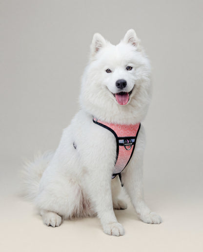 Origin Harness