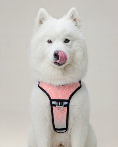 Origin Harness
